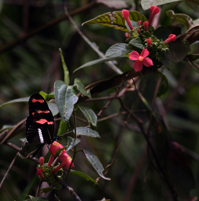 Heliconius telesiphe. Yolosa, Yungas, elev. 1400 m. 19 January 2012. Photographer: Lars Andersen 