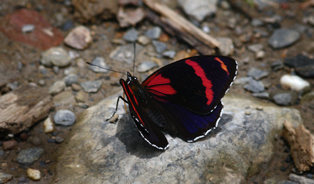 Callicore sorana. Yolosa, Yungas, elev. 1400 m. 19 January 2012. Photographer: Lars Andersen 