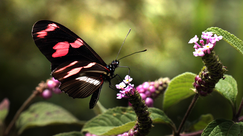 Heliconius telesiphe on Heliotropium flowers. Coroico 1300 m.h. d. 14 february 2012. Photographer Lars Andersen