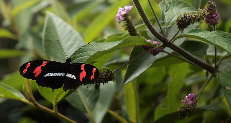 Heliconius telesiphe on Heliotropium flowers. Coroico 1300 m.h. d. 14 february 2012. Photographer Lars Andersen