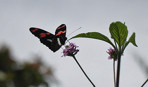 Heliconius telesiphe on Heliotropium flowers. Coroico 1300 m.h. d. 14 february 2012. Photographer Lars Andersen