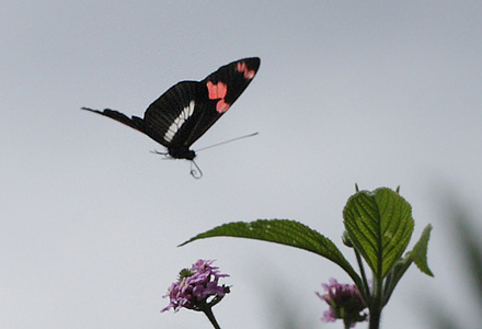 Heliconius telesiphe on Heliotropium flowers. Coroico 1300 m.h. d. 14 february 2012. Photographer Lars Andersen