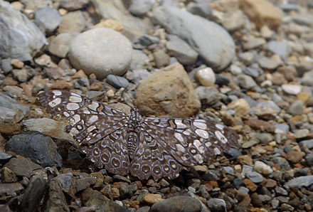 Hamadryas feronia. Caranavi, Yungas elev. 910 m. d. 21 January 2012. Photographer: Lars Andersen