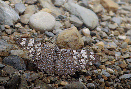 Hamadryas feronia. Caranavi, Yungas elev. 910 m. d.  21 January 2012. Photographer: Lars Andersen