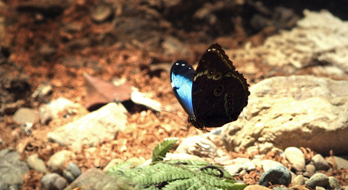 Caranavi, Yungas elev. 910 m. d.  21 January 2012. Photographer: Lars Andersen