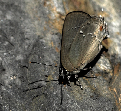 Caranavi, Yungas elev. 910 m. d.  21 January 2012. Photographer: Lars Andersen