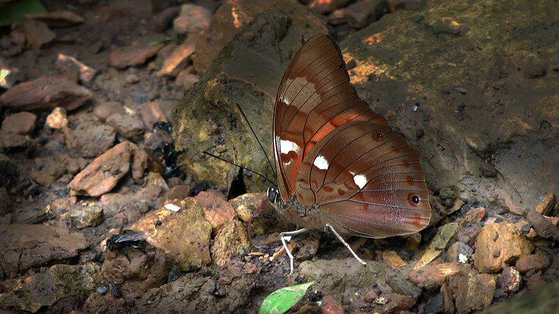 Unmounted Butterfly/Saturniidae Oxytenis mirabilis Bolivia male
