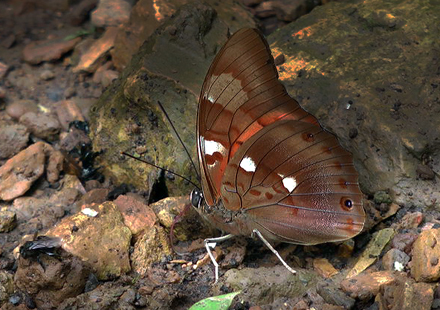 Prepona Prneste buckleyana. Caranavi, Yungas, Bolivia. 9 Jan 2012. Fotograf, Peter Mllmann