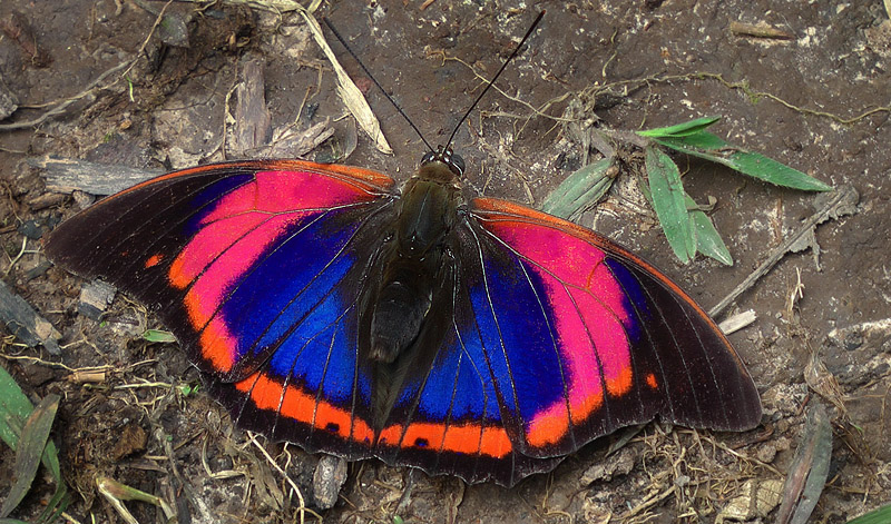 Prepona Prneste buckleyana. Caranavi, Yungas, Bolivia. 9 Jan 2012. Fotograf, Peter Mllmann