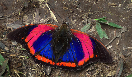 Prepona Præneste buckleyana. Caranavi, Yungas, Bolivia. 9 Jan 2012. Fotograf, Peter Møllmann