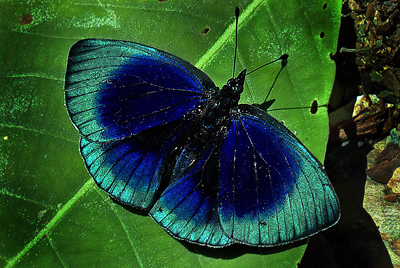 Asterope optima. Caranavi, Yungas, Bolivia. 9 Jan 2012. Fotograf, Peter Mllmann