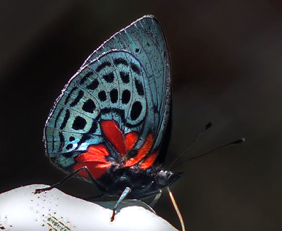 Asterope optima. Yungas, Bolivia. 9 January 2012. Photographer; Peter Mllmann