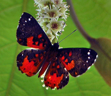 Emylius Metalmark (Calospila emylius crispinella). Caranavi, Yungas d. 8 January 2012. Photographer; Peter Møllmann