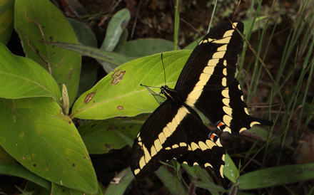 Heraclides paeon. Puna, Coroico 1900 m.h. d. 13 january 2012. Photographer Lars Andersen