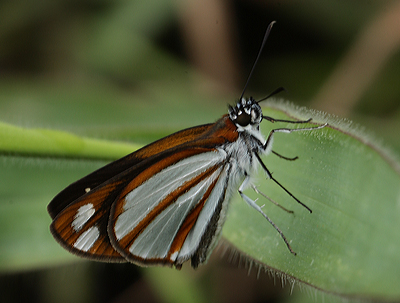 Vettius coryna. Puna, Coroico 1900 m.h. d. 13 january 2012. Photographer Lars Andersen