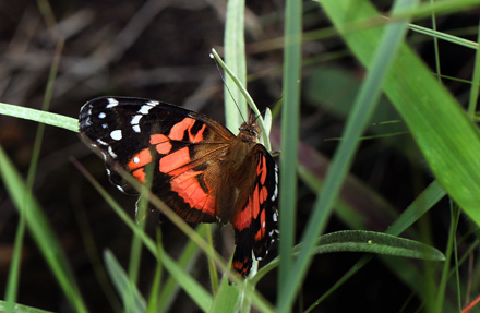 Vanessa myrinna (E. Doubleday, 1849);  Coroico 1900 m.h. d. 14 january 2012. Photographer Lars Andersen