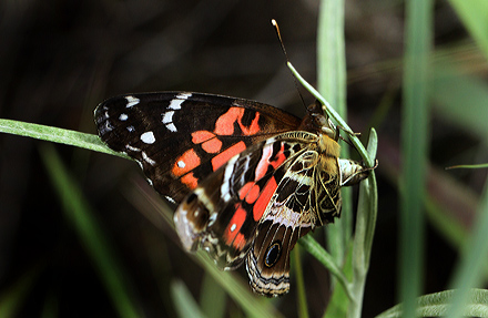 Vanessa myrinna (E. Doubleday, 1849);  Coroico 1900 m.h. d. 14 january 2012. Photographer Lars Andersen