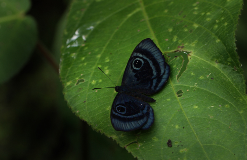 Unknown Riodinidae. Puna, Coroico 1900 m.h. d. 14 january 2012. Photographer Lars Andersen