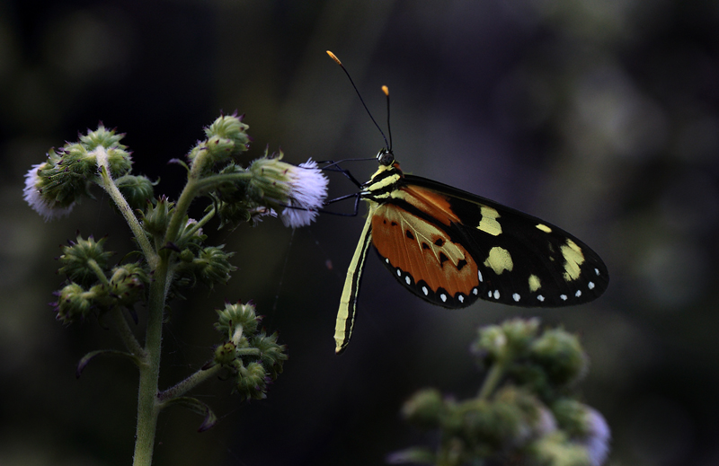 Sweet-oil Tiger, Mechanitis lysimnia ssp.; elisa. Coroico Viejo, elev. 1600 m. d. 15 January 2012. Photographer: Lars Andersen