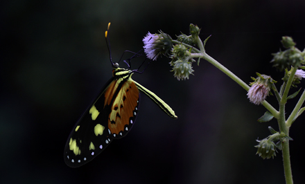 Sweet-oil Tiger, Mechanitis lysimnia ssp.; elisa. Coroico Viejo, elev. 1600 m. d.  15 January 2012. Photographer: Lars Andersen