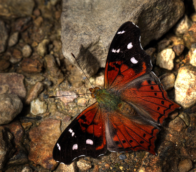 Hypanartia kefersteini. Kori Wayku inca trail elev. 2000 m. d. 15 January 2012. Photographer: Lars Andersen