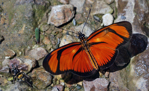 Juliette, Eueides aliphera. Coroico Viejo, elev. 1600 m.  d.  15 January 2012. Photographer: Lars Andersen