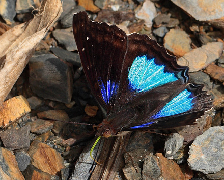 Doxocopa cyane cyane. Kori Wayku inca trail elev. 2000 m. d. 15 January 2012. Photographer: Lars Andersen