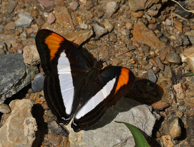 Adelpha coryneta. Kori Wayku inca trail elev. 2000 m. d. 15 January 2012. Photographer: Lars Andersen