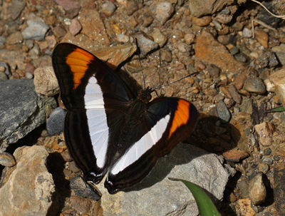 Adelpha coryneta. Kori Wayku inca trail elev. 2000 m. d.  15 January 2012. Photographer: Lars Andersen