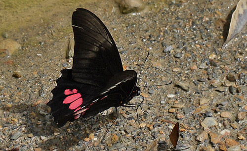 Heraclides anchisiades. Coroico Viejo, elev. 1600 m.  d.  15 January 2012. Photographer: Lars Andersen