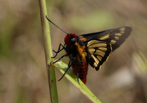 Metardaris cosinga. Puna, Coroico 1900 m.h. d. 15 january 2012. Photographer Lars Andersen