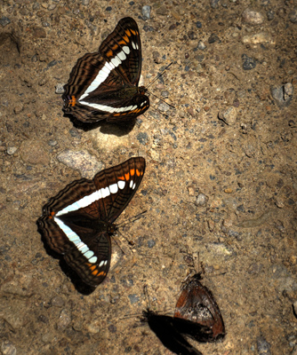 Adelpha alala. Kori Wayku inca trail elev. 2000 m. d. 15 January 2012. Photographer: Lars Andersen