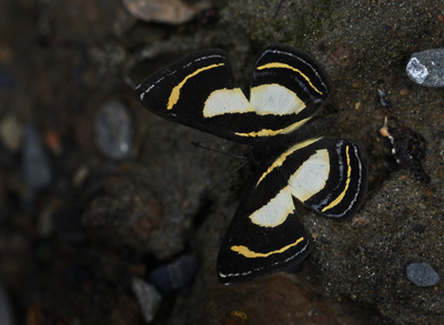 Baeotis elegantula. Kori Wayku inca trail elev. 2000 m. d.  15 January 2012. Photographer: Lars Andersen