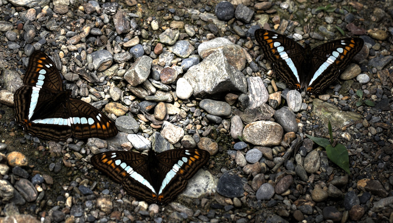 Adelpha alala. Kori Wayku inca trail elev. 2000 m. d.  15 January 2012. Photographer: Lars Andersen