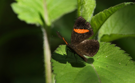 Crocozona (Charis) fasciata. Puna, Coroico 1900 m.h. d. 16 january 2012. Photographer Lars Andersen