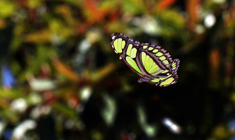 Philaethria dido. Coroico 1900 m.h. d. 17 january 2012. Photographer Lars Andersen