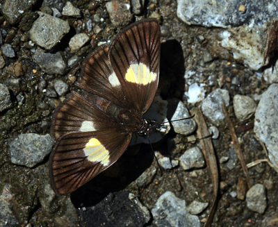 Potamanaxas hirta. Coroico 1500 m.h. d. 18 january 2012. Photographer Lars Andersen