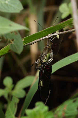 Heliconius erato. Coroico 1300 m.h. d. 19 january 2012. Photographer Lars Andersen