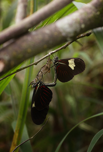 Heliconius erato. Coroico 1300 m.h. d. 19 january 2012. Photographer Lars Andersen