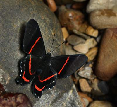 Caranavi, Yungas elev. 910 m. d.  21 January 2012. Photographer: Lars Andersen