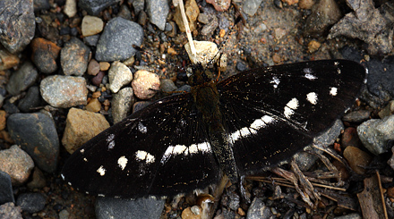 Dagon pusilla. Caranavi elev. 910 m. d.  23 January 2012. Photographer: Lars Andersen