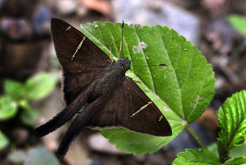 Bolivian Longtail, Urbanus cindra. Caranavi elev. 910 m. d.  23 January 2012. Photographer: Lars Andersen