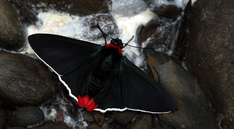 Aspitha agenoria. Caranavi elev. 810 m. d.  26 January 2012. Photographer: Lars Andersen