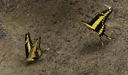 Heraclides thoas. Taipiplaya, Caranavi, elev. 800 m. d.  26 January 2012. Photographer: Lars Andersen