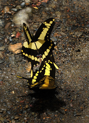 Heraclides thoas. Taipiplaya, Caranavi, elev. 800 m. d.  26 January 2012. Photographer: Lars Andersen