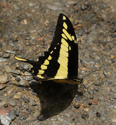 Heraclides thoas. Taipiplaya, Caranavi, elev. 800 m. d.  26 January 2012. Photographer: Lars Andersen