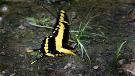 Heraclides thoas. Taipiplaya, Caranavi, elev. 800 m. d.  26 January 2012. Photographer: Lars Andersen