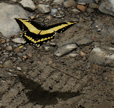 Heraclides thoas. Taipiplaya, Caranavi, elev. 800 m. d.  26 January 2012. Photographer: Lars Andersen