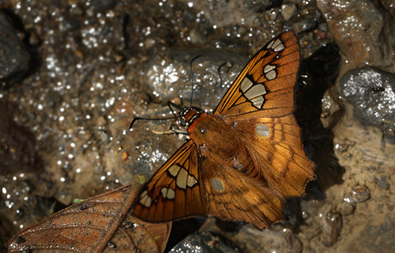 Myscelus phoronis. Caranavi elev. 810 m. d. 26 January 2012. Photographer: Lars Andersen