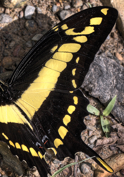 Heraclides thoas brasiliensis. Caranavi elev. 860 m. d.  1 February 2012. Photographer: Lars Andersen